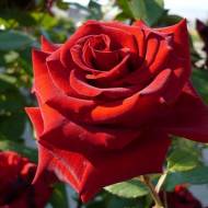 Троянда чайно-гібридна Марічка в контейнері